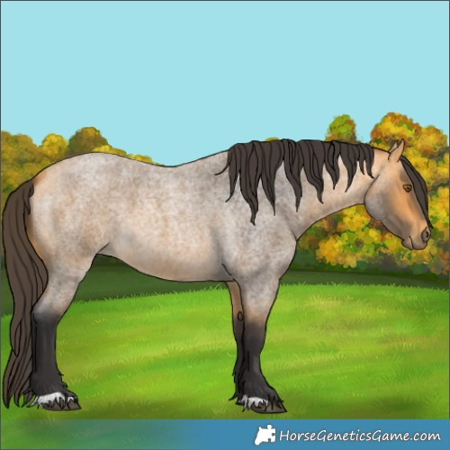 Horse Color:Buckskin Roan 