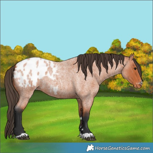 Horse Color:Bay Roan Appaloosa