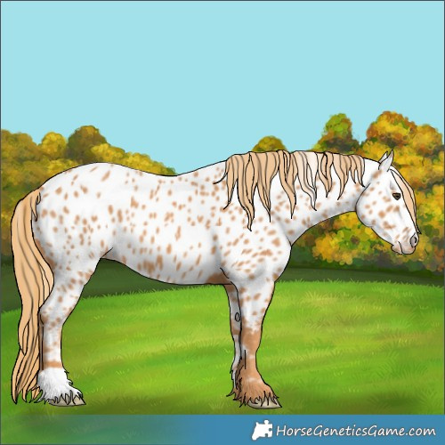 Horse Color:Chestnut Appaloosa 