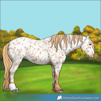 Horse Color:Chestnut Appaloosa 
