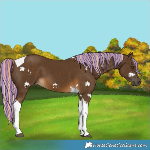 Horse Color:Painted Chocolate Palomino Tobiano 