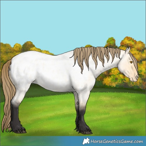 Horse Color:Buckskin Roan Dun Appaloosa 