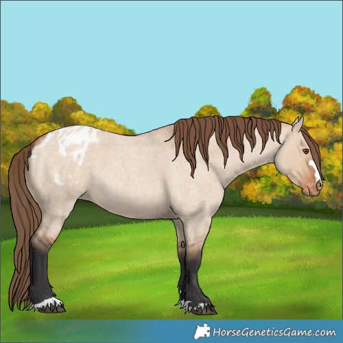 Horse Color:Bay Roan Dun Appaloosa