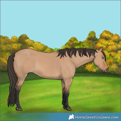 Horse Color:Bay Dun