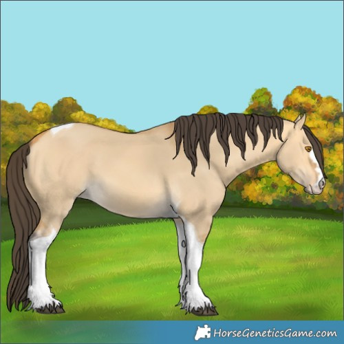 Horse Color:Buckskin Dun Tobiano