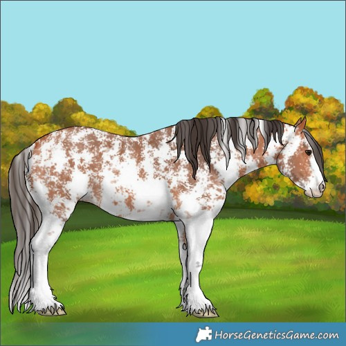 Horse Color:Bay Sabino