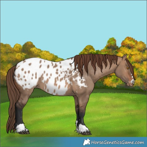 Horse Color:Brown Dun Blanket