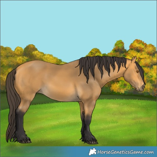 Horse Color:Buckskin