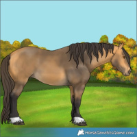 Horse Color:Buckskin 
