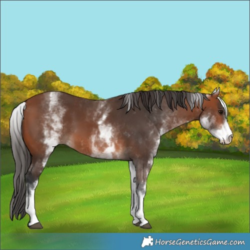 Horse Color:White Spotted Bay 