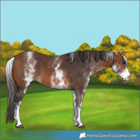 Horse Color:White Spotted Bay