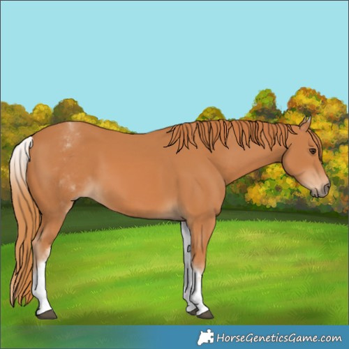 Horse Color:White Spotted Chestnut 