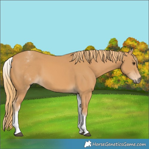 Horse Color:White Spotted Chestnut 