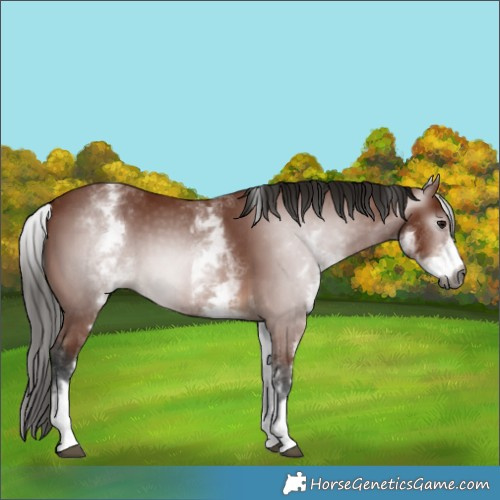 Horse Color:Gray White Spotted Bay