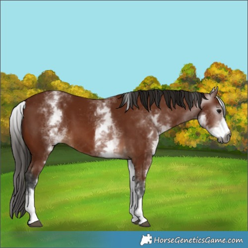 Horse Color:Gray White Spotted Bay 