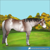 Horse Color:Gray White Spotted Bay 