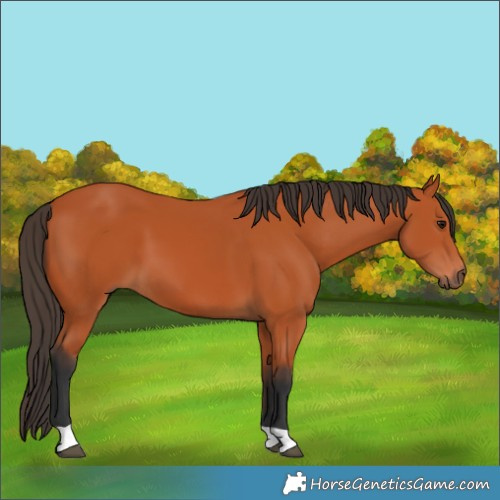Horse Color:Bay 