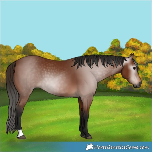 Horse Color:Gray Bay 