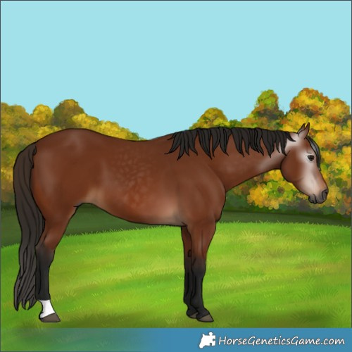 Horse Color:Gray Bay