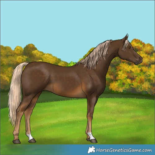 Horse Color:Chocolate Palomino