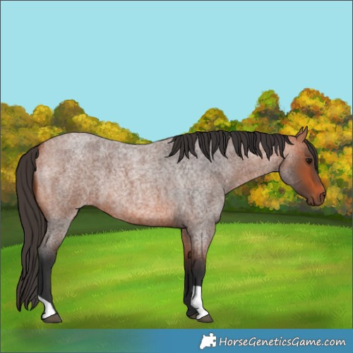 Horse Color:Bay Roan