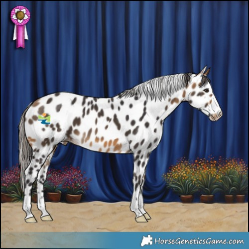 Horse Color:Buckskin Appaloosa