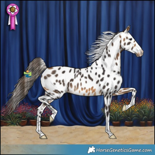 Horse Color:Buckskin Leopard 