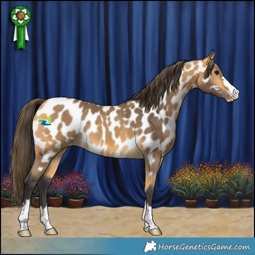 Horse Color:Buckskin Appaloosa