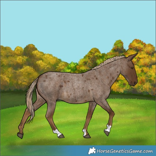 Horse Color:Chocolate Palomino Roan