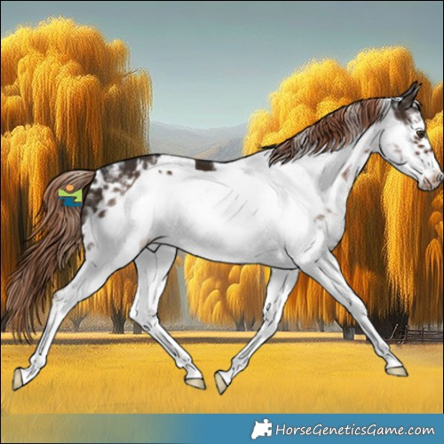 Horse Color:White Spotted Liver Chestnut Frame 