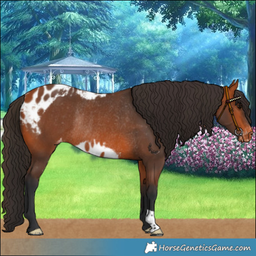 Horse Color:Bay Skewed LP Spotted Rabicano 