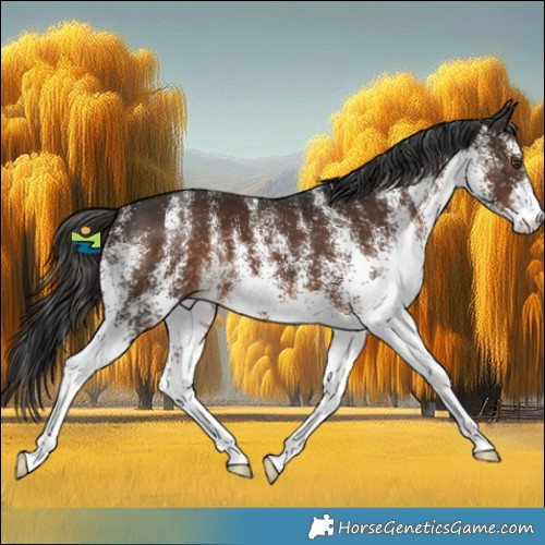 Horse Color:White Spotted Liver Chestnut 