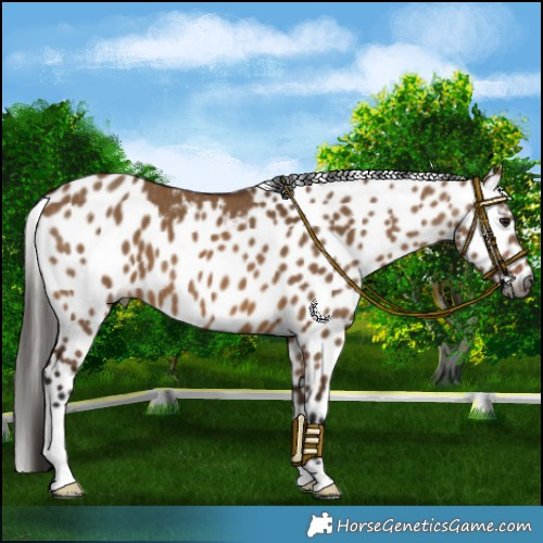Horse Color:Gray Bay Dun Skewed LP Spotted 