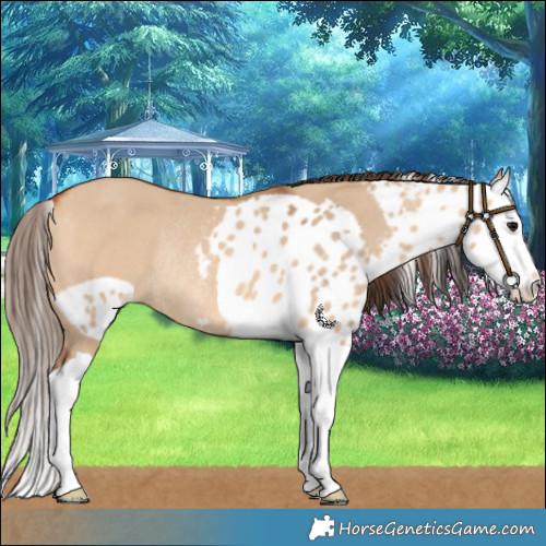 Horse Color:Bay Dun Splash Skewed LP Spotted Rabicano 
