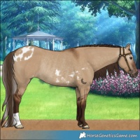 Horse Color:Gray Red Dun Skewed LP Spotted Rabicano 