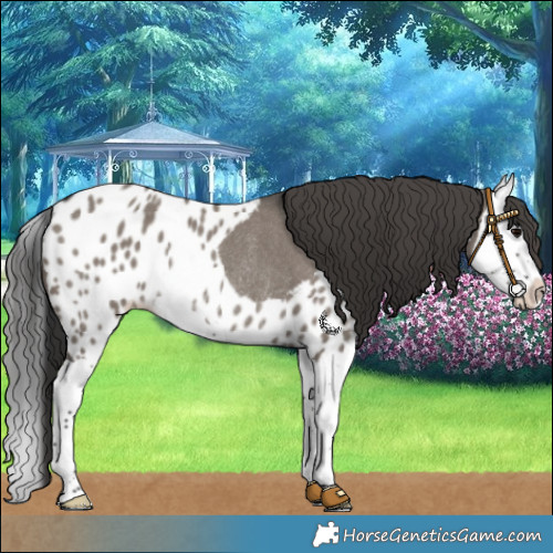 Horse Color:Grullo Splash Skewed LP Spotted Rabicano