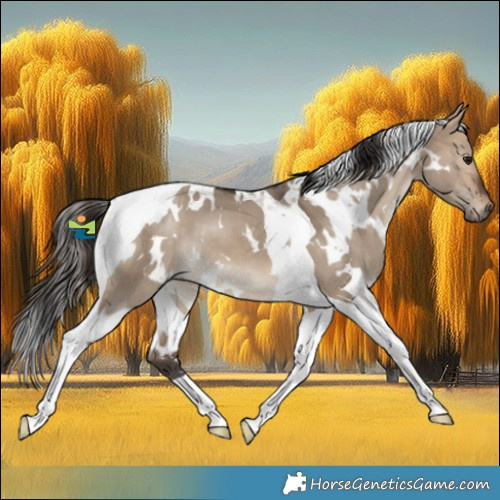 Horse Color:White Spotted Bay Dun Tobiano