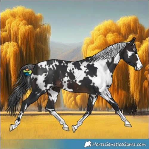 Horse Color:White Spotted Brown 