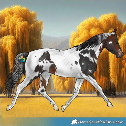 Horse Color:White Spotted Bay Tobiano