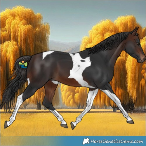 Horse Color:Brown Tobiano