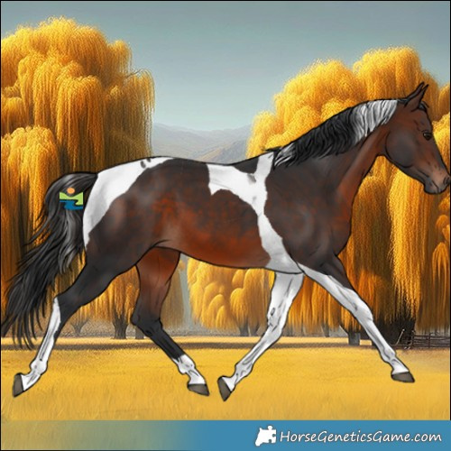 Horse Color:Brown Tobiano 
