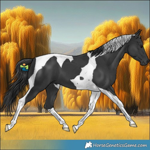Horse Color:Black Tobiano 