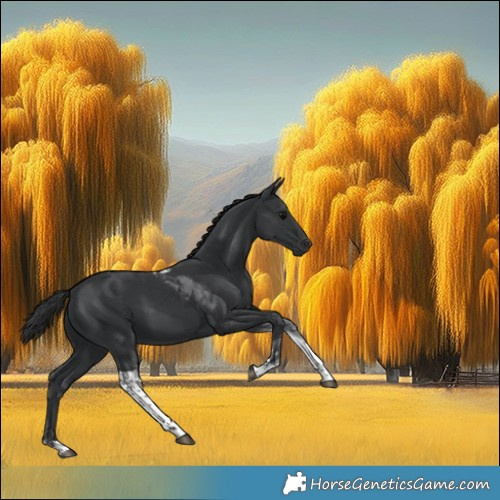 Horse Color:Black Tobiano 