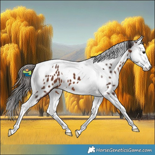 Horse Color:Bay Splash Tobiano Appaloosa 