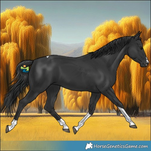 Horse Color:Black Tobiano
