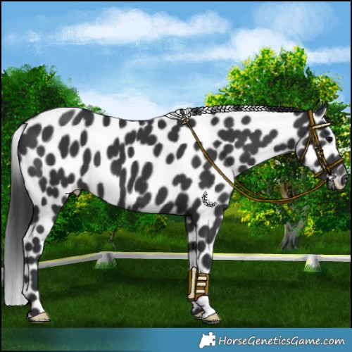 Horse Color:Black Leopard 