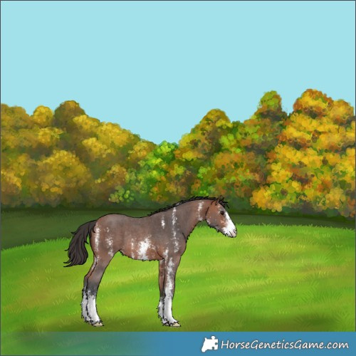 Horse Color:Bay Sabino Rabicano