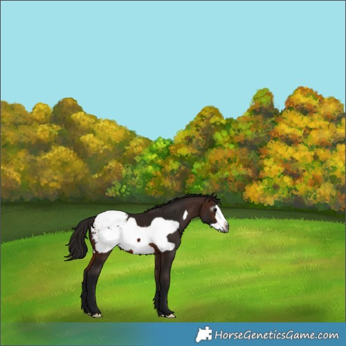 Horse Color:Gray Bay Frame Snowcap