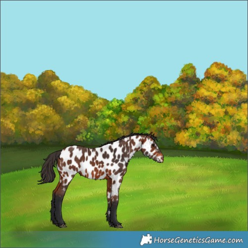 Horse Color:Bay Near Leopard 