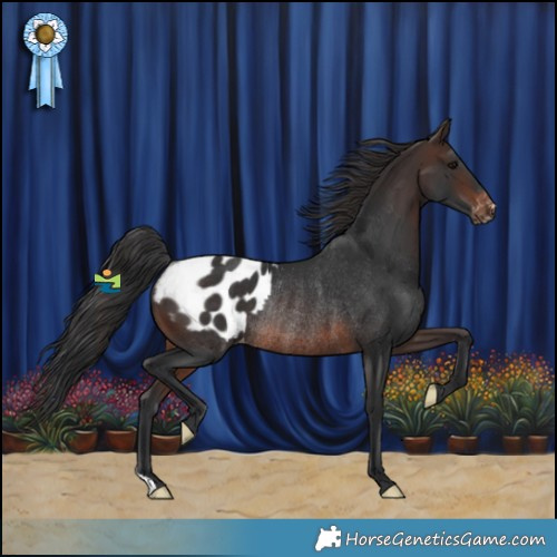 Horse Color:Brown Appaloosa Rabicano